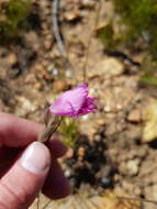 Imagem de Gladiolus inflatus (Thunb.) Thunb.