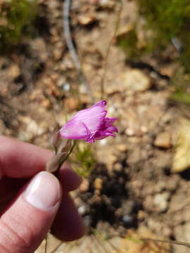 Image of Gladiolus inflatus (Thunb.) Thunb.