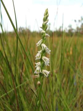Image of Southern lady's tresses