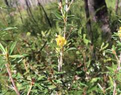 Imagem de <i>Pultenaea rariflora</i>