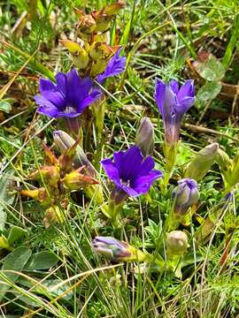 Image of Gentiana pyrenaica L.