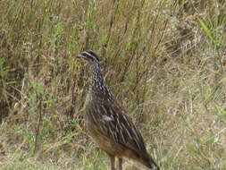 Image of Crested Francolin