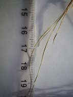 Image of Festuca rupicola Heuff.