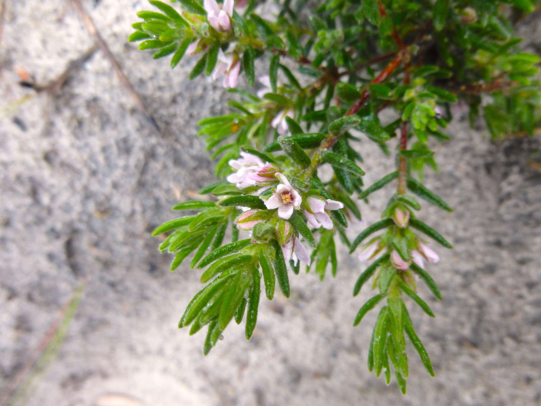 Image of Zieria veronicea (F. Müll.) Benth.