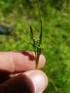 Image of pale sedge