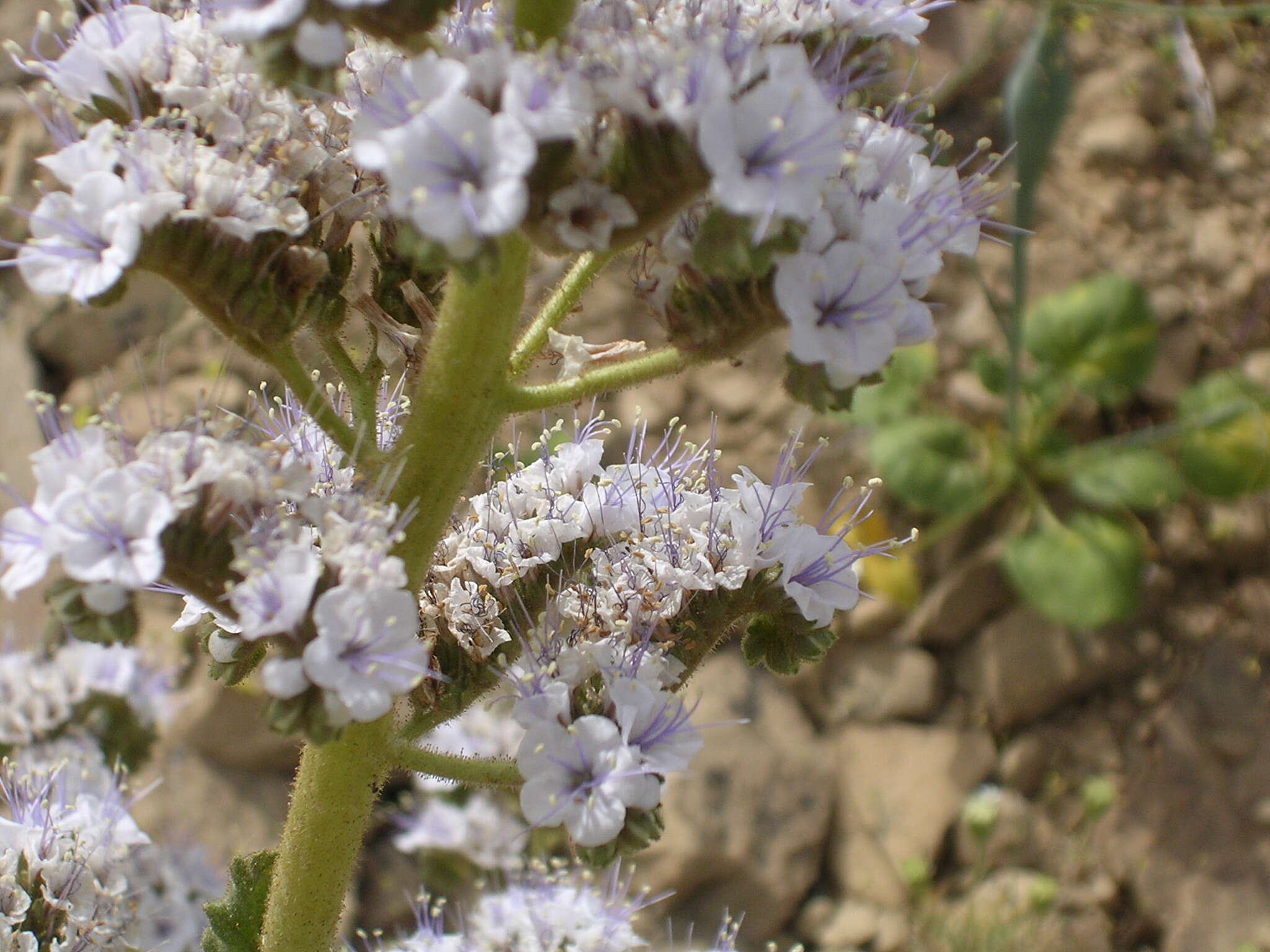 Phacelia mammillarensis Atwood的圖片