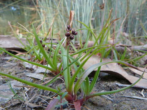 Image of common woodrush