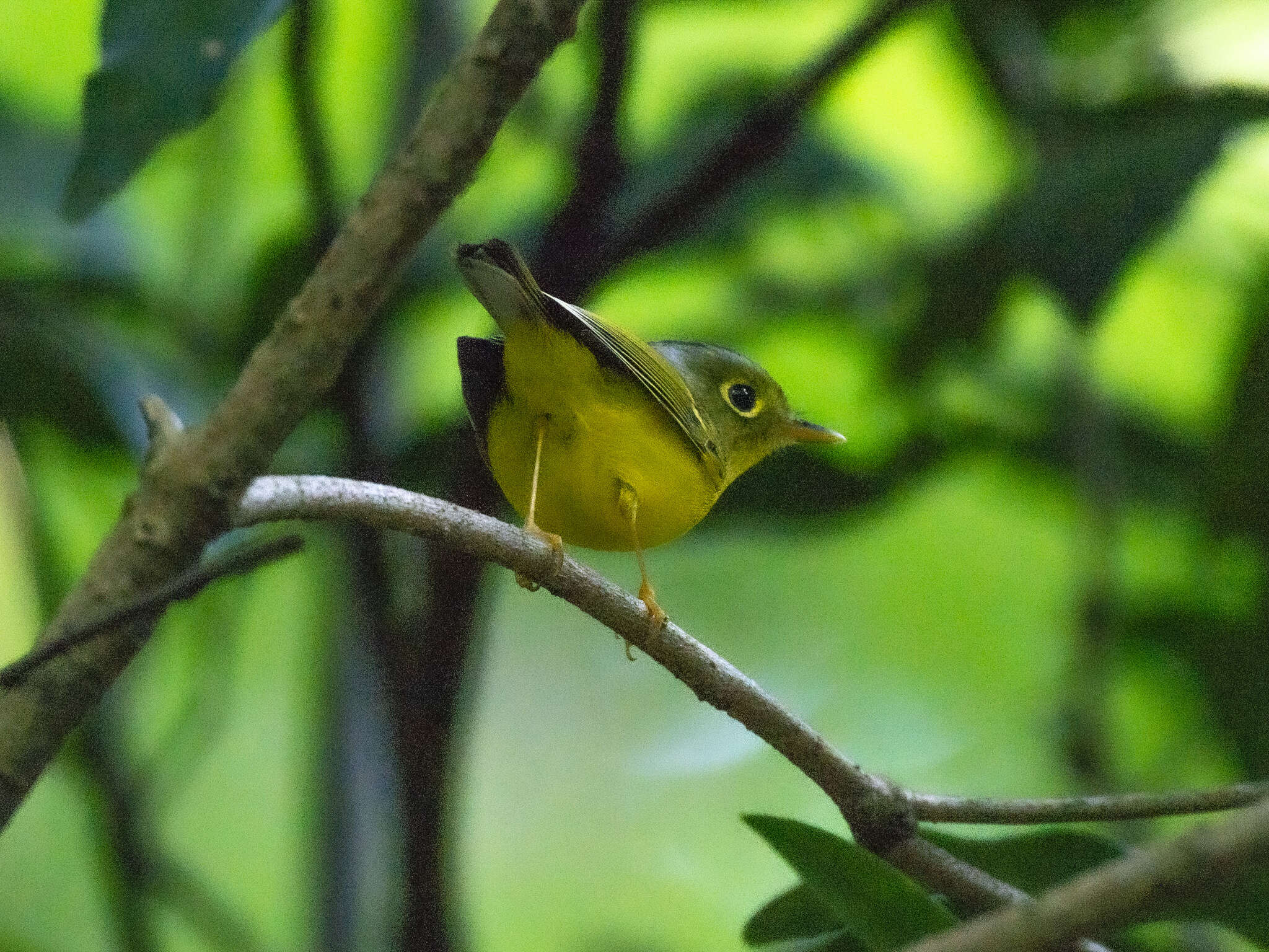 Image of White-spectacled Warbler