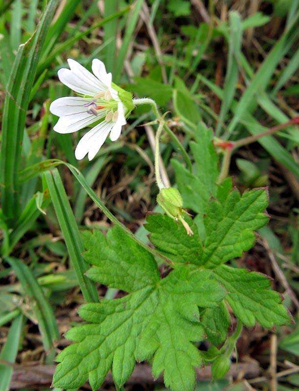 Image of Geranium wakkerstroomianum R. Knuth