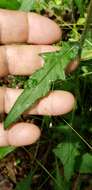 Image of soft thistle