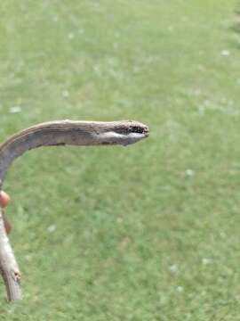 Image of Middle worm lizard