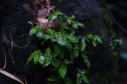 Image of West Indian Clearweed