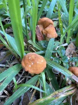 Image of Marasmius vagus