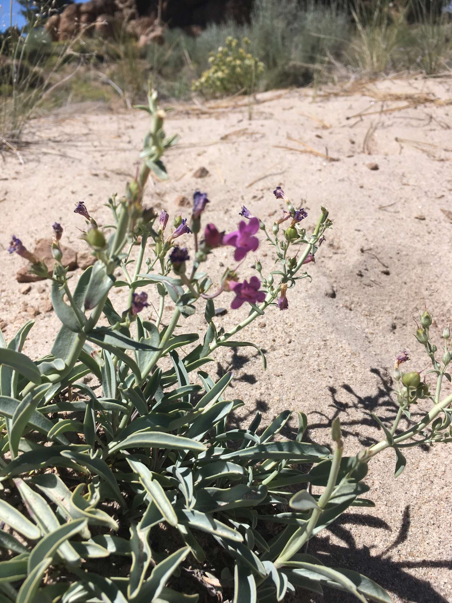 Image of Lone Pine beardtongue