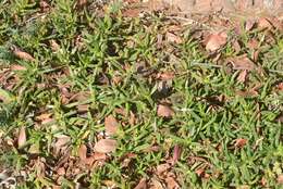 Plancia ëd Carpobrotus N. E. Br.