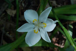 Image of Dietes flavida Oberm.