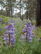 Plancia ëd Lupinus cacuminis Standl.