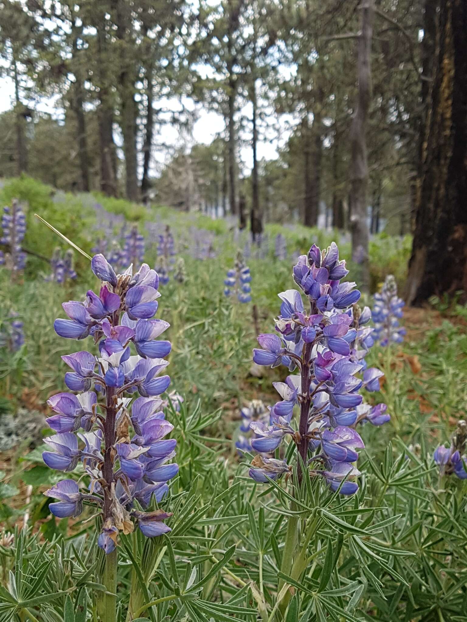 Plancia ëd Lupinus cacuminis Standl.