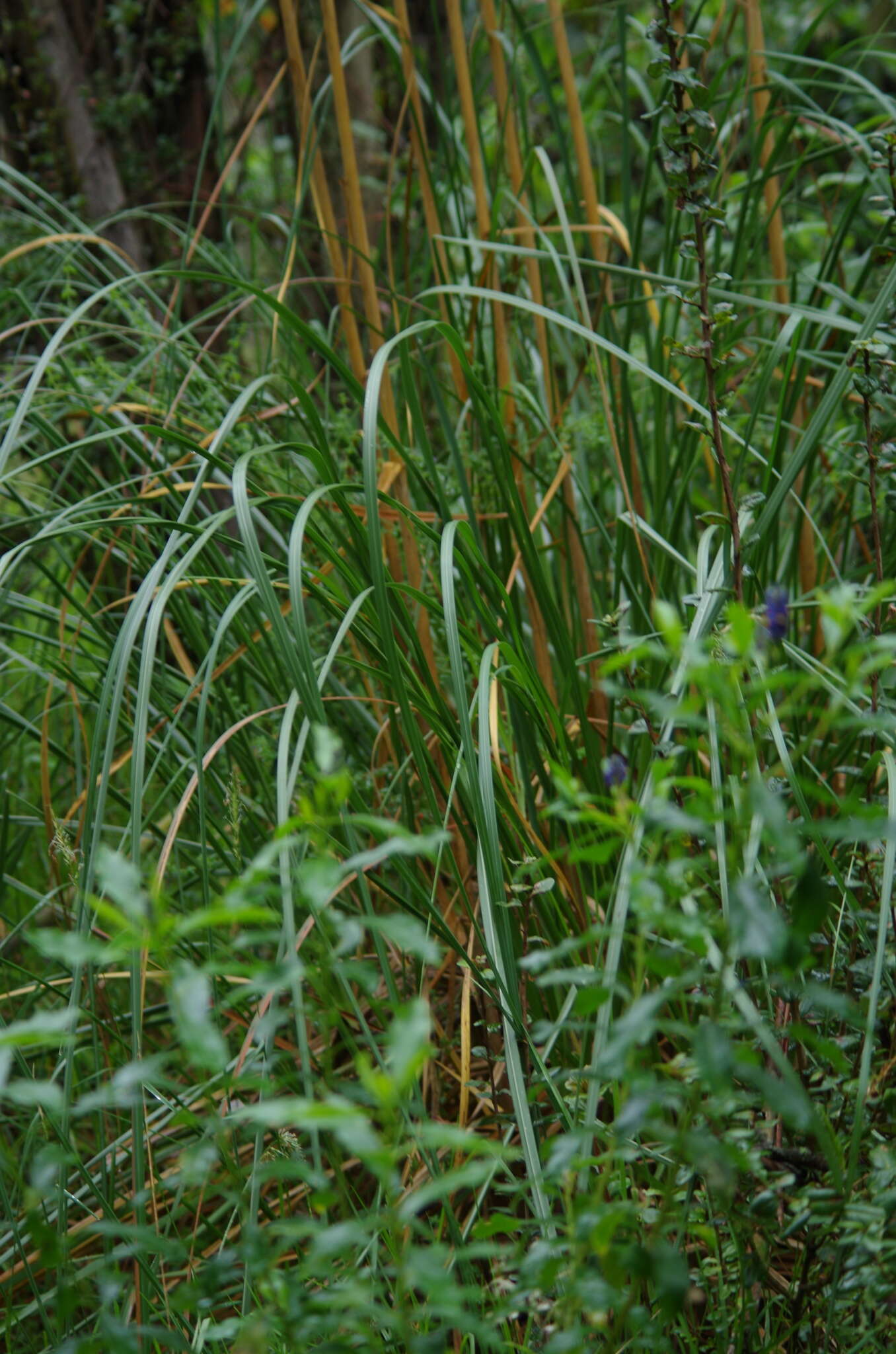 Cortaderia nitida (Kunth) Pilg.的圖片