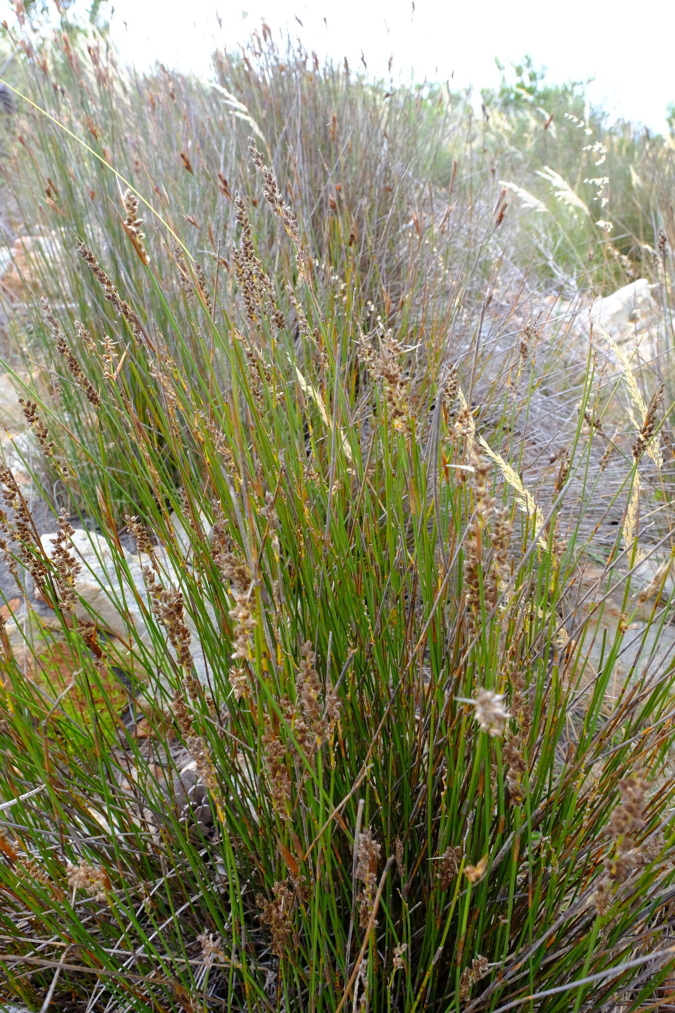 Image of Hypodiscus argenteus (Thunb.) Mast.