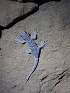 Image of Tenerife Gecko