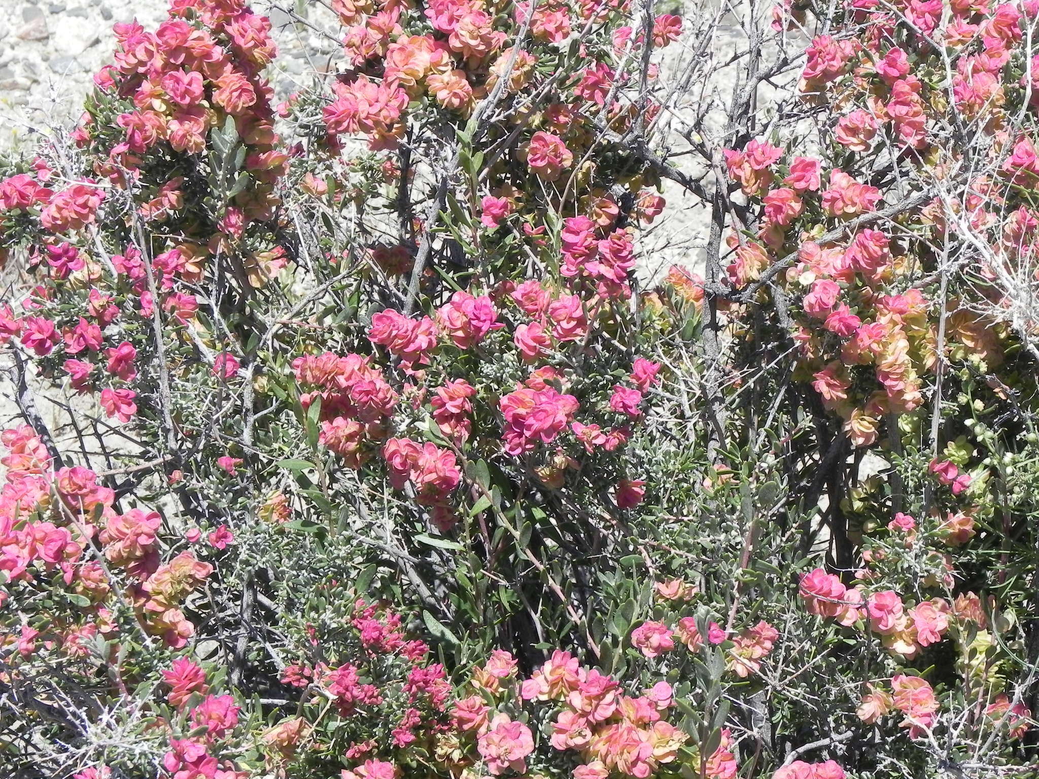 Plancia ëd Grayia spinosa (Hook.) Moq.