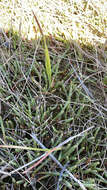 Image of Perennial Glasswort