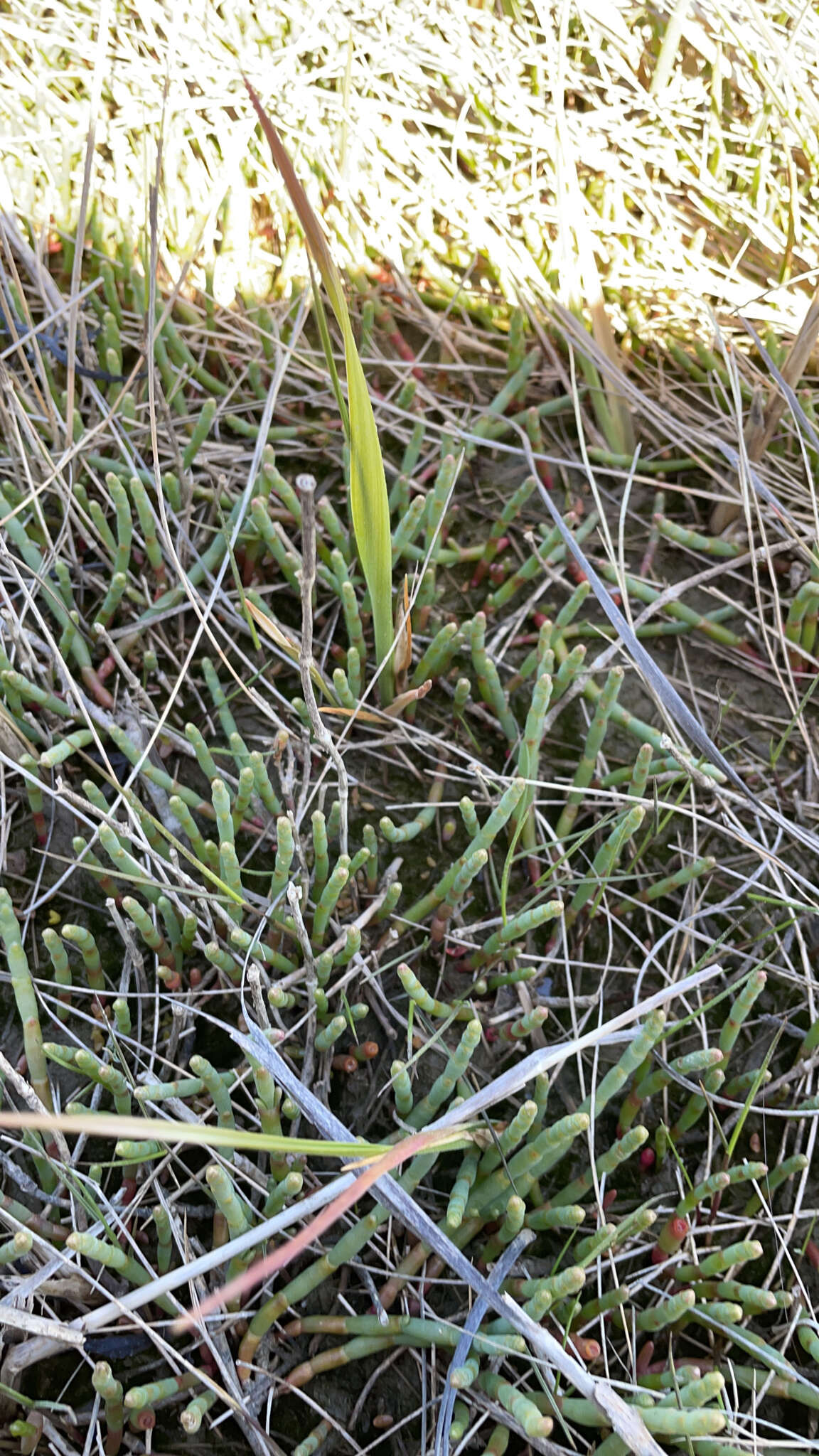 Image of Perennial Glasswort