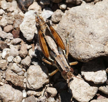 Melanoplus mogollona Otte & D. 2012的圖片