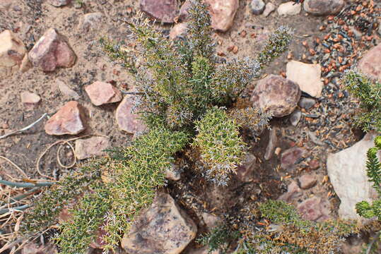 Image of Asparagus oliveri (Oberm.) Fellingham & N. L. Mey.