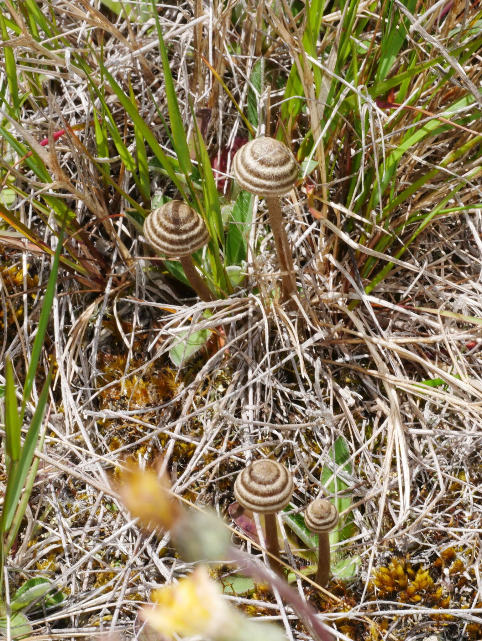 Image of Entoloma perzonatum E. Horak 1973