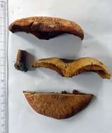 Image of Paxillus ammoniavirescens Contu & Dessì 1999