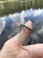 Leucorrhinia caudalis (Charpentier 1840) resmi