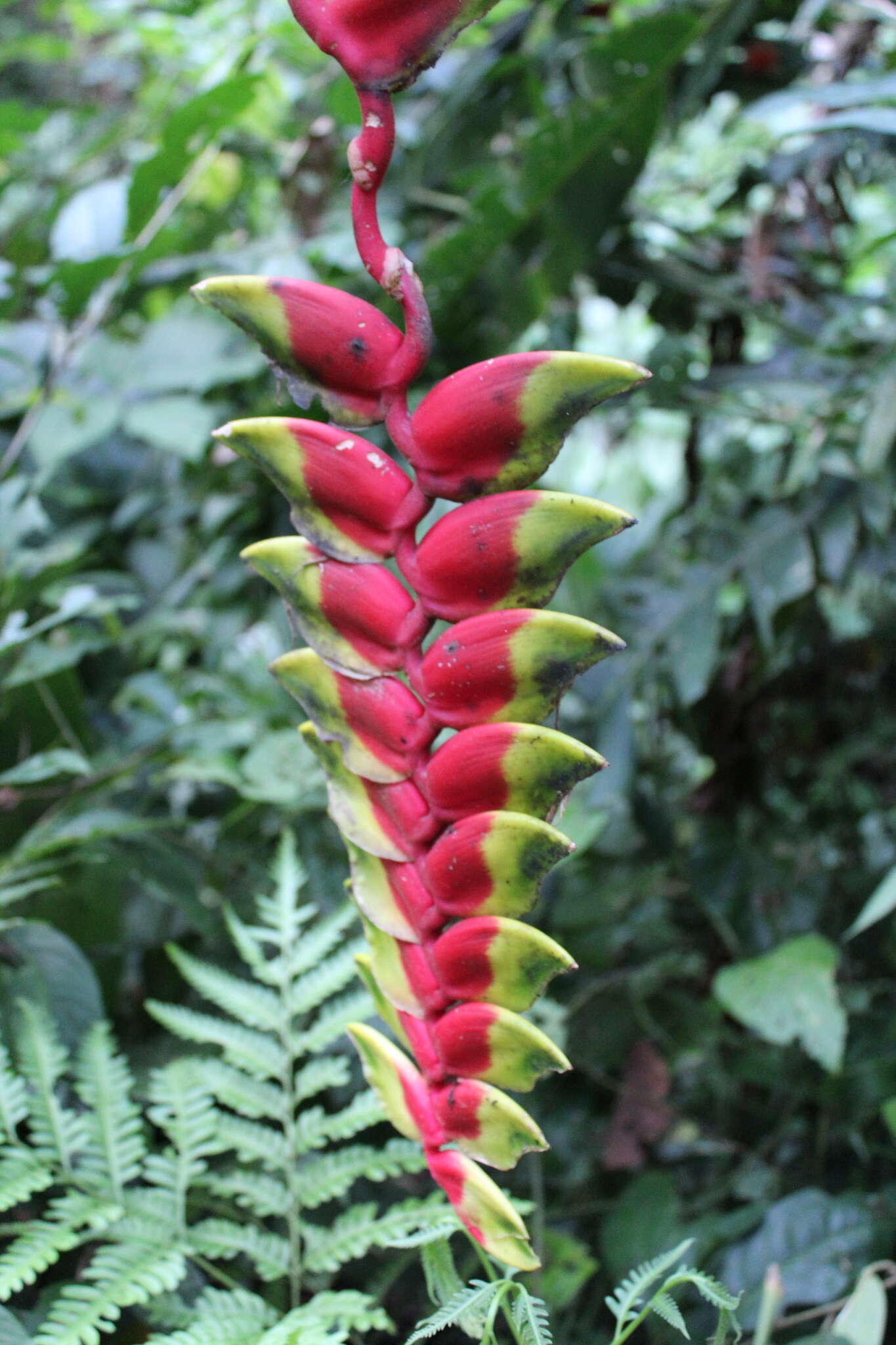 Image of false bird of paradise