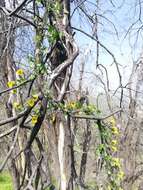 Image of Tropaeolum brachyceras Hook. & Arn.