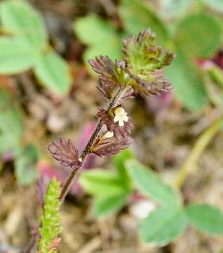 Image of arctic eyebright