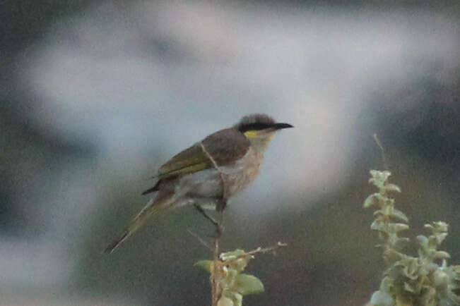 Image of Band-faced Honeyeaters