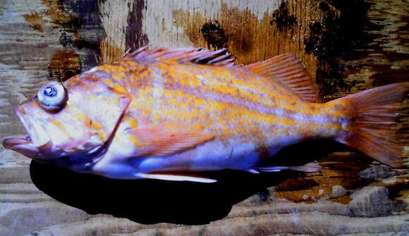 Image of Canary rockfish