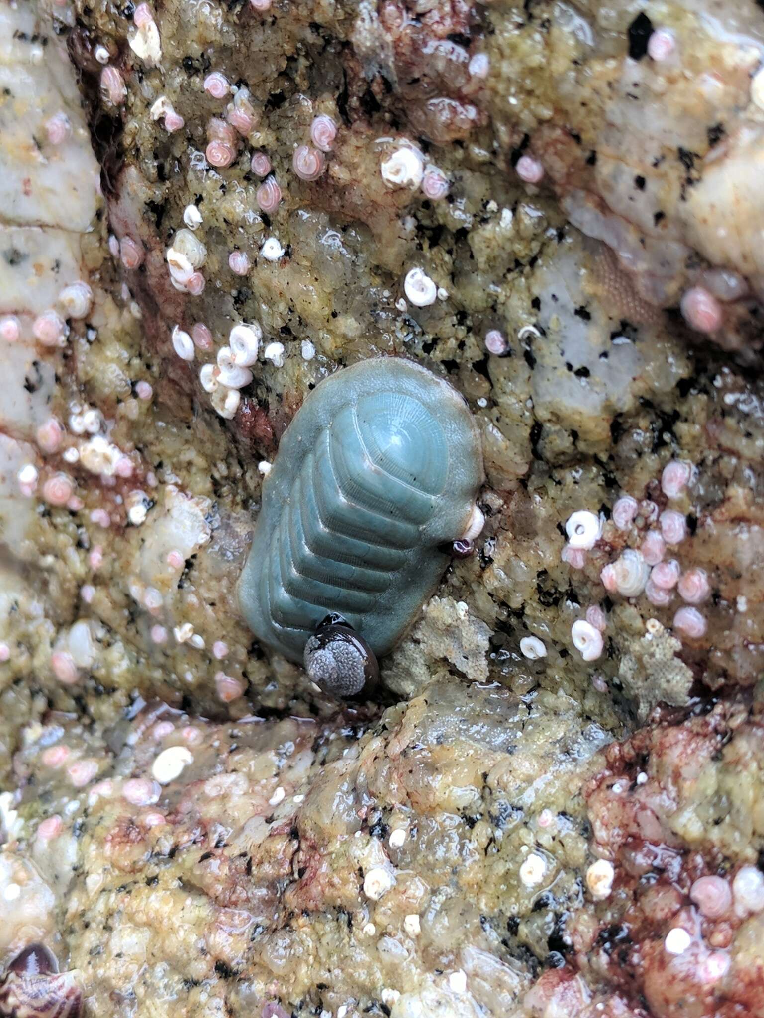 Image of regular chiton