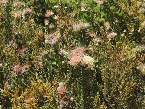 Plancia ëd Leucospermum heterophyllum (Thunb.) Rourke