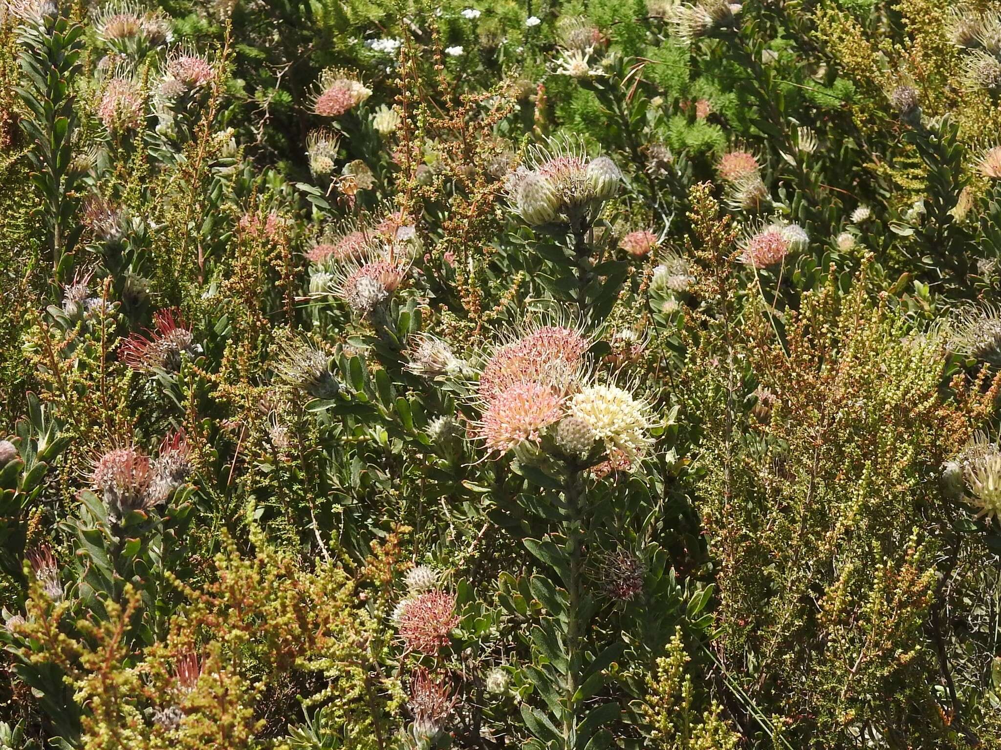 Plancia ëd Leucospermum heterophyllum (Thunb.) Rourke