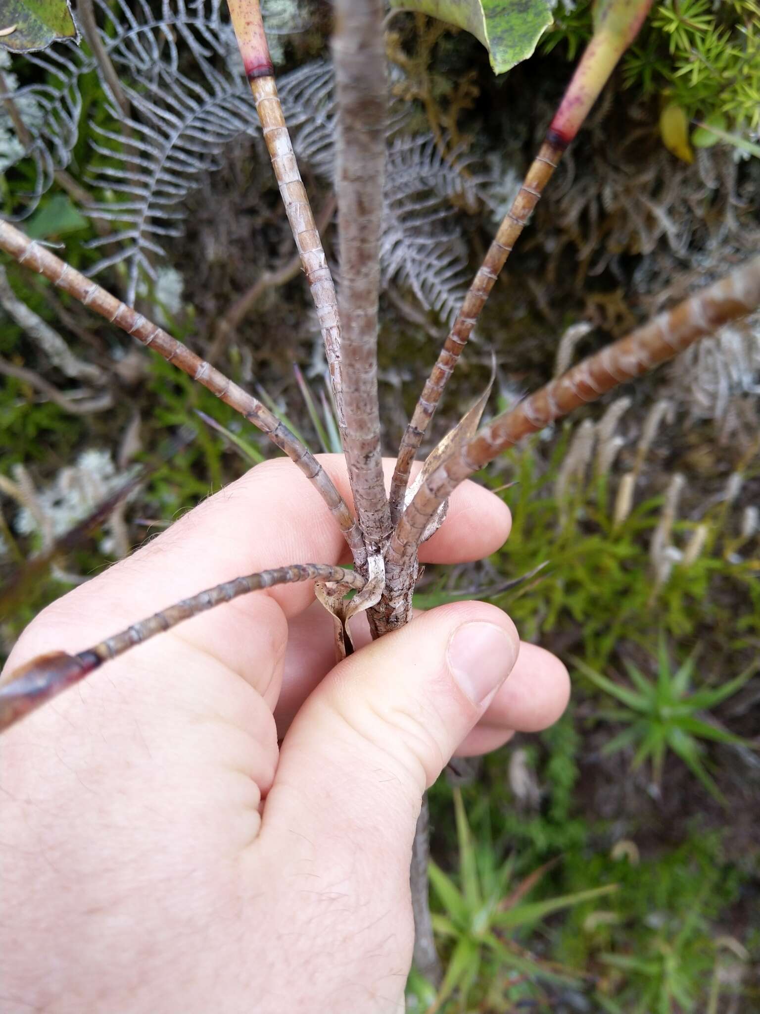 Image de Dracophyllum strictum Hook. fil.