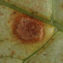 Image of <i>Pseudophaeophleospora atkinsonii</i>
