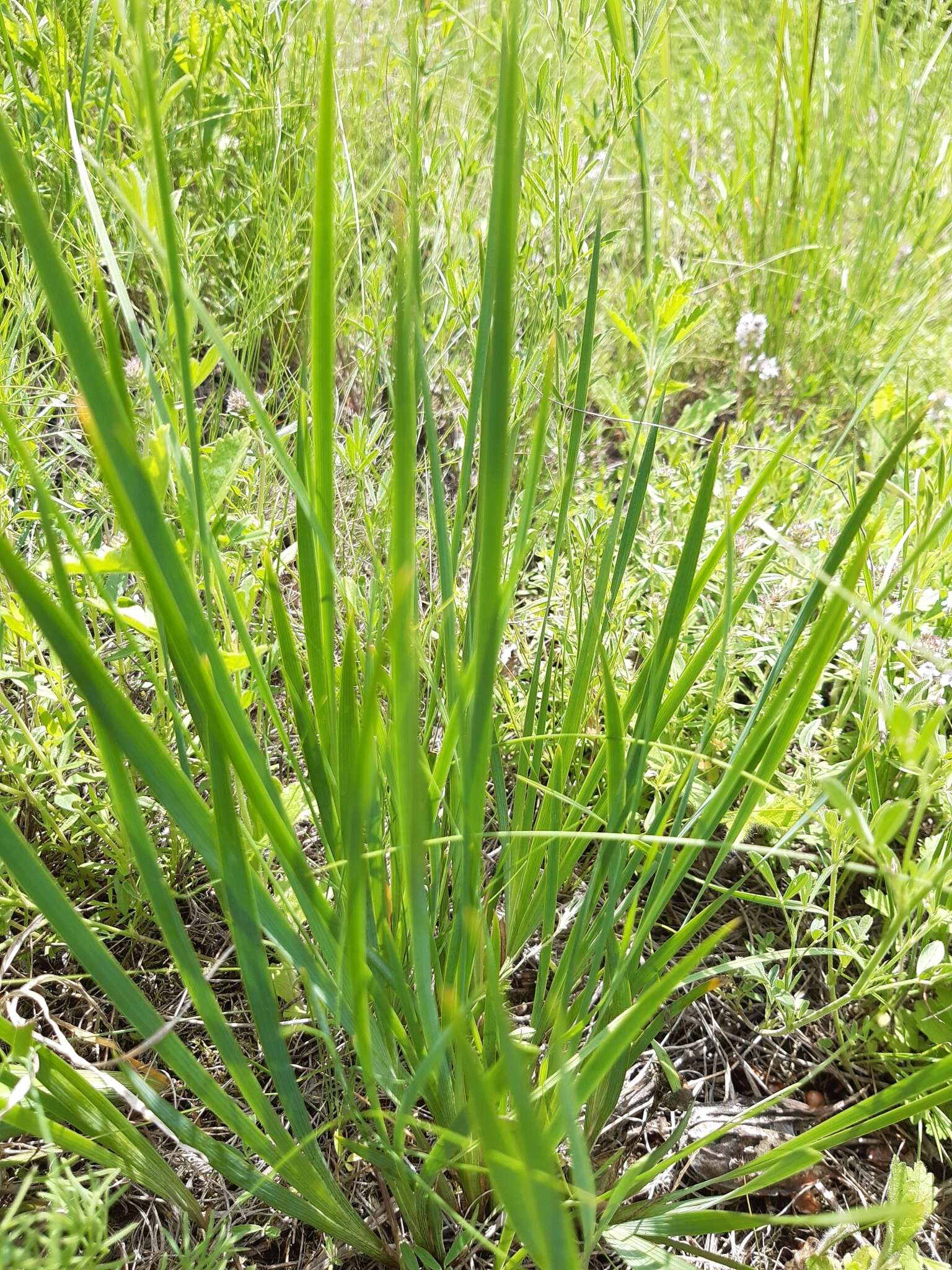 Image of Iris pontica Zapal.