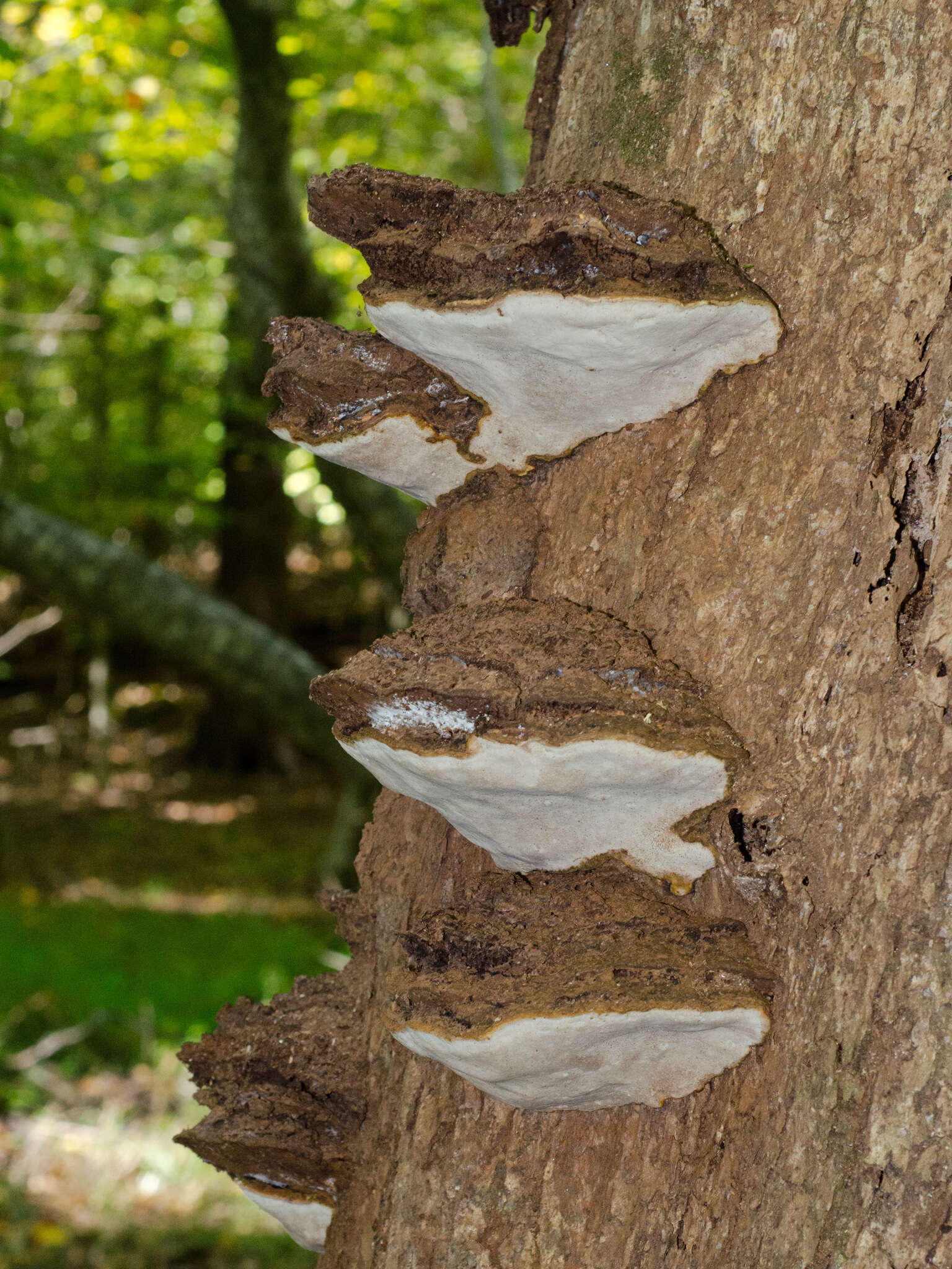 Image of Artist's fungus