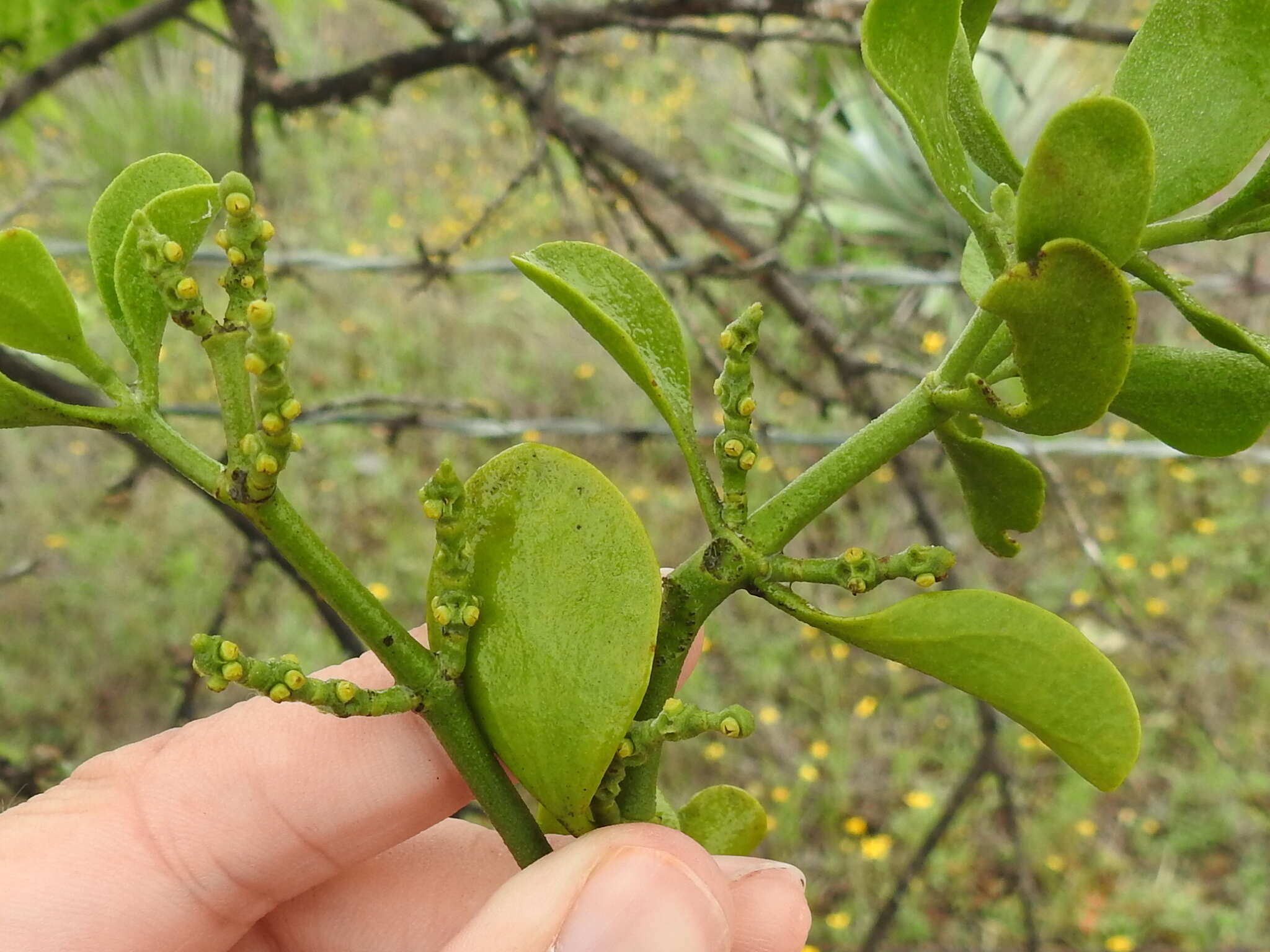 Imagem de Phoradendron leucarpum (Raf.) J. L. Reveal & M. C. Johnston