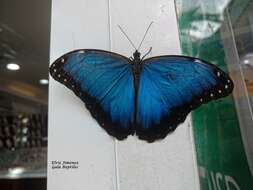 صورة Morpho helenor Cramer 1782