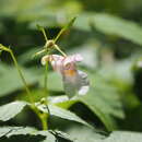 Impatiens textorii Miq. resmi