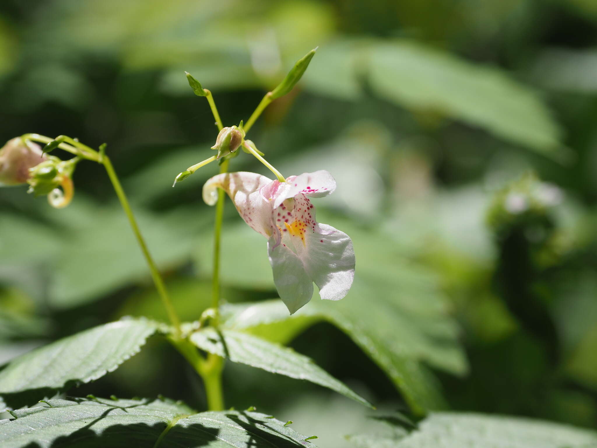 Image of Impatiens textorii Miq.