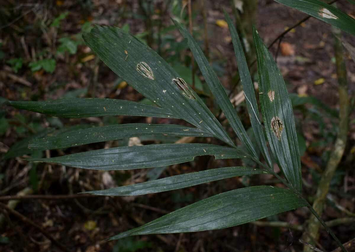 Plancia ëd Linospadix minor (W. Hill) Burret